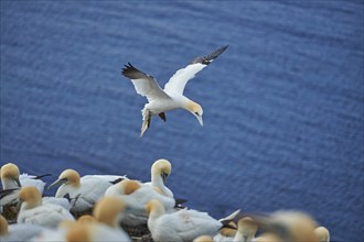 Close-up of Northern gannet (Morus bassanus) in spring (april) on Helgoland a small Island of