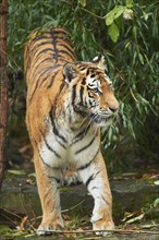 Close-up of a Siberian tiger or Amur tiger (Panthera tigris altaica) in a forest, cap