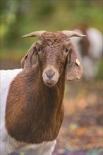 Close-up of a brown and white goat with horns in autumnal surroundings, forest pasture project,