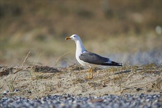 Close-up of Yellow-legged gull (Larus michahellis) in spring (april) on Helgoland a small Island of