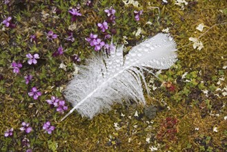 Dewdrops on goose feather, Svalbard Spitsbergen, Norway, Europe