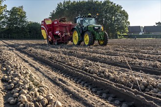 Potato harvesting, so-called split harvesting method, first the tubers are taken out of the ground