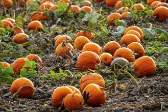 Pumpkins, shortly in front of harvest in a field North Rhine-Westphalia, Germany, Europe