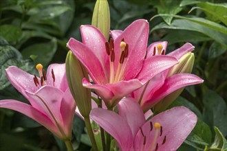 Pink lilies (Lilium), Münsterland, North Rhine-Westphalia, Germany, Europe