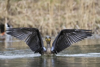 Great cormorant (Phalacrocorax carbo) with outstretched wings in the water, frontal view, Hesse,