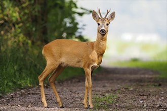 A roebuck (Capreolus capreolus) stands on a forest path and looks into the camera, Hesse, Germany,