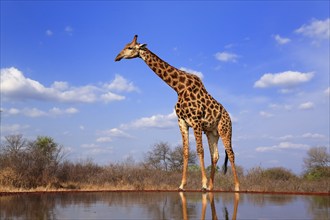 Southern giraffe (Giraffa camelopardalis giraffa), adult, at the water, Kruger National Park,