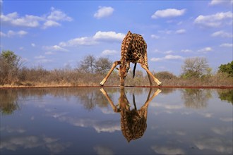 Southern giraffe (Giraffa camelopardalis giraffa), adult, drinking, at the water, Kruger National