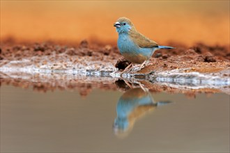 Blue waxbill (Uraeginthus angolensis), Angola butterfly finch, adult, at the water, Kruger National