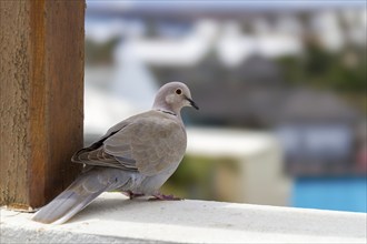 Eurasian Collared Dove (Streptopelia decaocto), Lanzarote, Canary Island, Spain, Europe