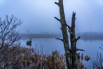 The High Fens nature park Park, in the German-Belgian border region near Eupen, winter, fog, wooden