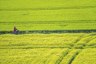 Cereal fields in spring, still green and fresh in growth, field path, cyclist, North