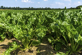 Agriculture, field, field with sugar beet, early growth stage, vigorous growth, near Issum, North