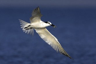 Sandwich tern (Sterna sandvicensis), Bowman's Beach, Sanibel Island, Florida, USA, North America