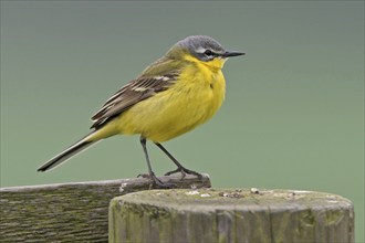 Yellow wagtail (Motacilla f. flava), Texel, Noord-Holland, Holland