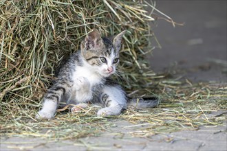 Domestic cat, 8-week-old kitten, Vulkaneifel, Rhineland-Palatinate, Germany, Europe