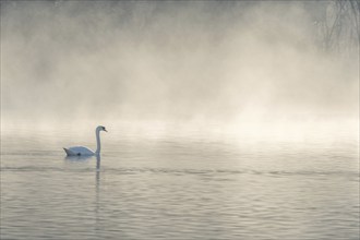 Mute swan (Cygnus olor) silhouette in the morning mist on the water of a lake. Bas-Rhin, Alsace,