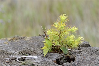 European spruce (Picea abies), sawn-off trunk, seedling growing on the cut surface, dead wood,