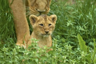 A lion cub sits in the green grass while a lioness protects it, captive, Germany, Europe