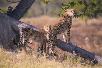 Africa, Botswana, cheetah, Acinonyx jubatus, Botswana, Botswana, Africa