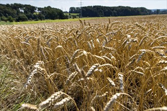 Wheat field, dried up and only low grown, due to the summer drought, drought, in East Westphalia