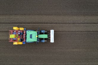 Lettuce plants are planted with a planting machine, Agriculture, Spring