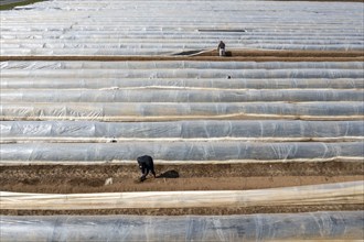 Asparagus harvest in the Rhineland, asparagus pickers at work in an asparagus field covered with