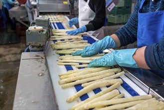 Asparagus farm, white asparagus is washed, cut and sorted by quality after harvesting, near