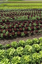 Agriculture, lettuce growing in a field, Lollo Bionda, in long rows of plants, North