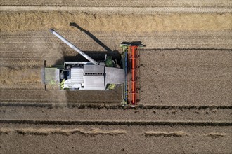 Agriculture, grain harvest, wheat, combine harvester harvesting in a wheat field, near