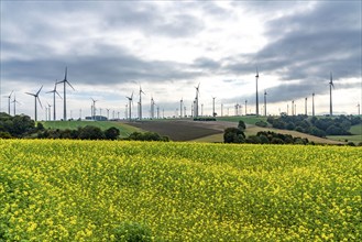 Wind farm near Lichtenau, wind turbines, rape field, North Rhine-Westphalia, Germany, Europe