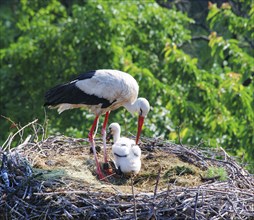 White stork with young bird (Ciconia ciconia) white stork (Ciconia ciconia)