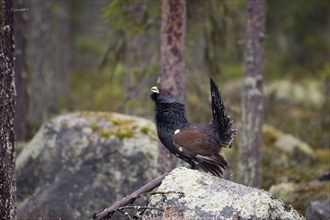 Scandinavia, Sweden, capercaillie in summer (Tetrao urugallus), Vesterberget, Hamra, Sweden, Europe