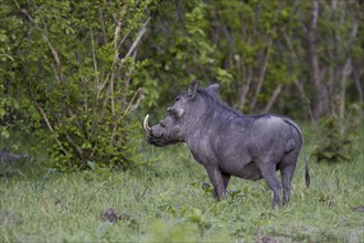 Warthog, (Phacochoerus aethiopicus) Wild boar, Caprivi, Namibia, Africa, Africa