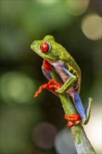 Red-eyed tree frog (Agalychnis callidryas), sitting on a branch, Heredia province, Costa Rica,