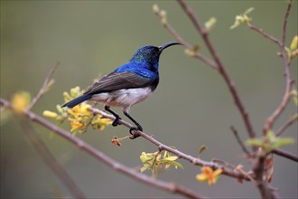 White-bellied Sunbird (Cinnyris talatala), adult, male, in perch, Kruger National Park, Kruger