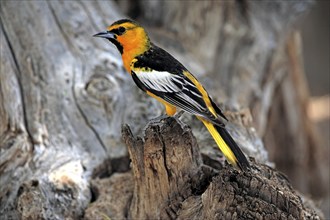 Masked Oriole (Icterus cucullatus), adult, on tree, not coloured, Sonoran Desert, Arizona, USA,