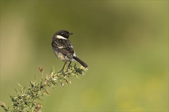 European stonechat (Saxicola rubicola) adult male bird on a Gorse bush, Suffolk, England, United