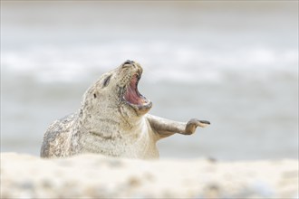 Grey seal (Halichoerus grypus) adult animal yawning on a beach, Norfolk, England, United Kingdom,