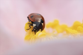 Seven-spot ladybird (Coccinella septempunctata) adult insect on a garden Camellia flower in the