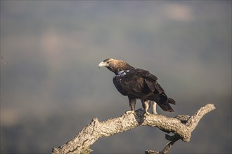 Iberian Eagle (Aquila adalberti), Spanish imperial eagle, Extremadura, Castilla La Mancha, Spain,