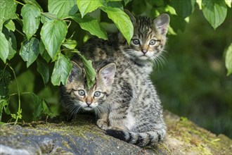 Two kittens under green leaves on a tree stump, wildcat (Felis silvestris), kittens, Germany,