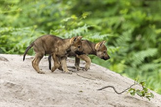 Two wolf pups walking curiously next to each other on a sandy path, European grey gray wolf (Canis