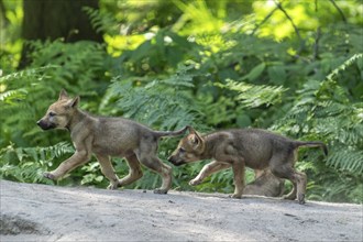 Two pups running close together in the forest, European gray wolf (Canis lupus), Germany, Europe