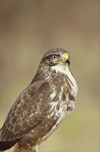 Steppe buzzard (buteo buteo), light-coloured variant, light morph, side view, animal portrait,