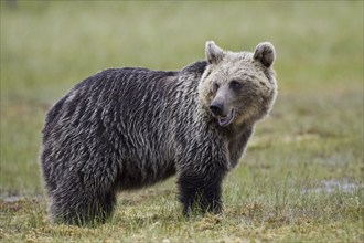 Brown bear, (Ursus arctos), Sweden, Sweden, Europe