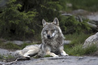 Resting wolf, (Canis lupus), Grey Wold, Norway, Wolf, Norway, Europe