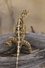 Spiny agama, (Agama aculeata), female, Kalahari Gemsbok NP, South Africa, Africa