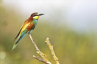 Bee-eater (Merops apiaster), bird on a perch, Salzlandkreis, Saxony-Anhalt, Germany, A colourful