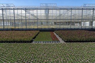 Horticultural business, greenhouse and open-air, various types of potted plants are grown here to